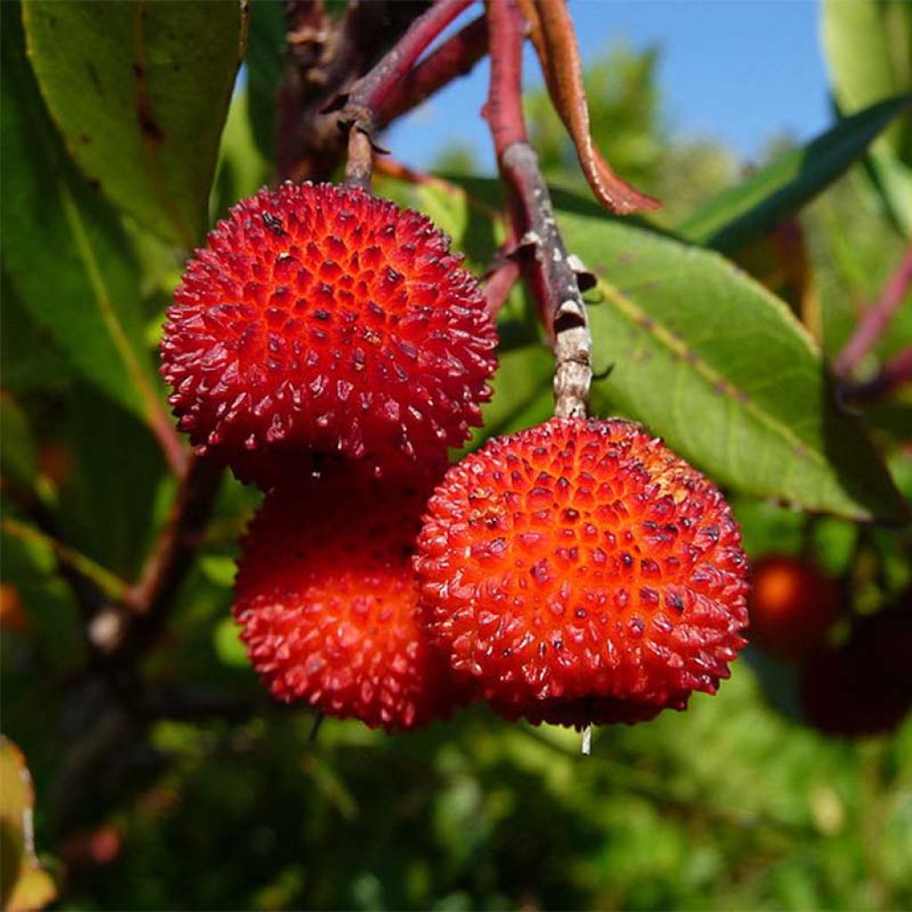 Arbutus unedo Rubra - Corbezzolo