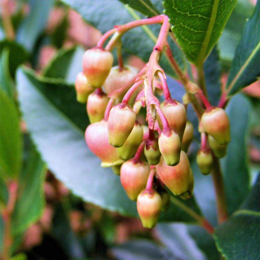 Arbutus unedo Rubra - Corbezzolo