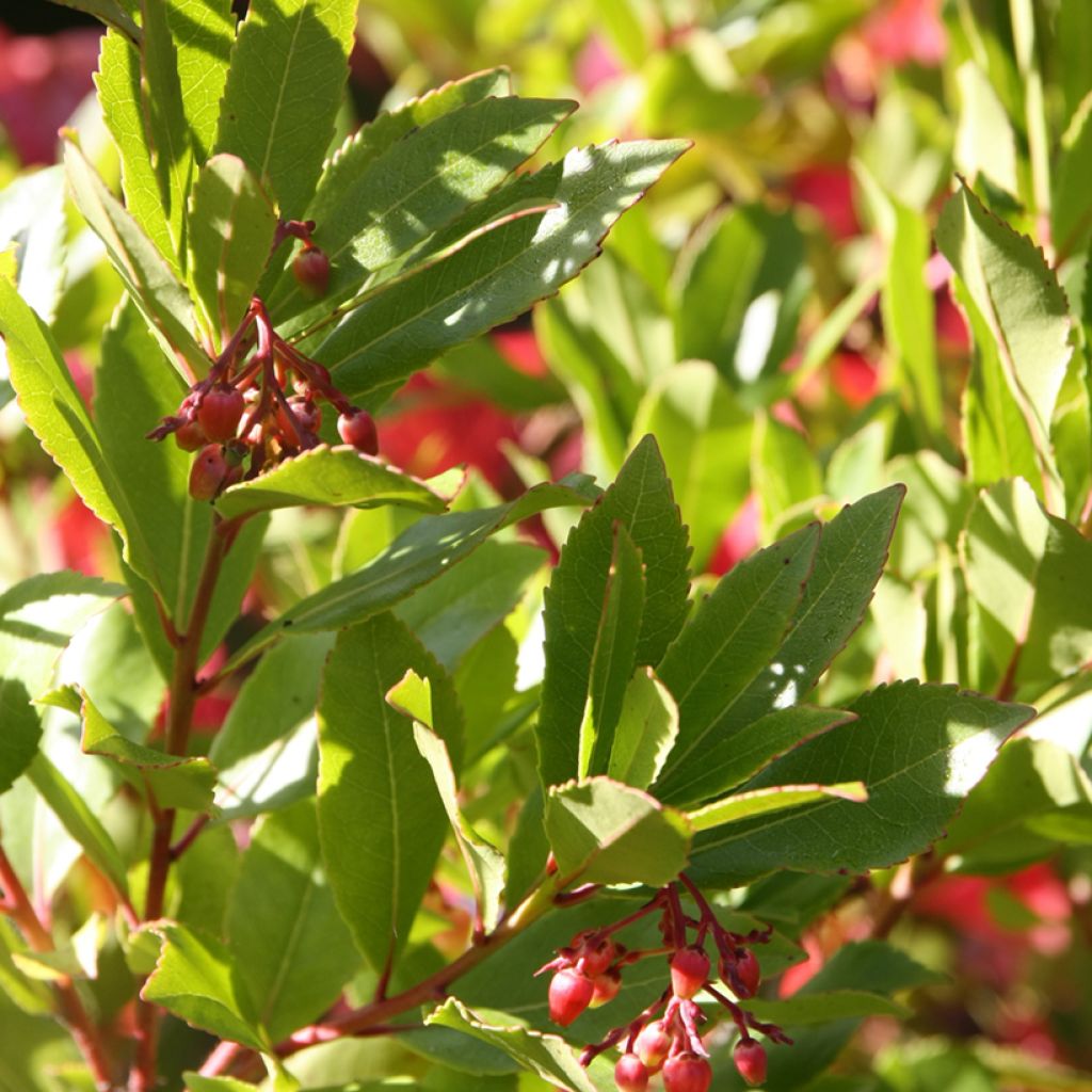 Arbutus unedo Rubra - Corbezzolo