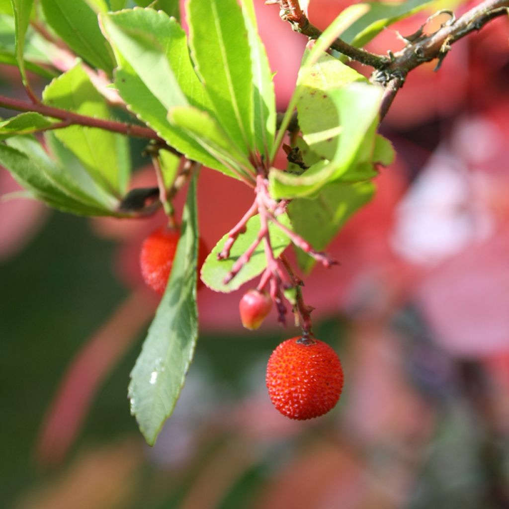 Arbutus unedo Rubra - Corbezzolo