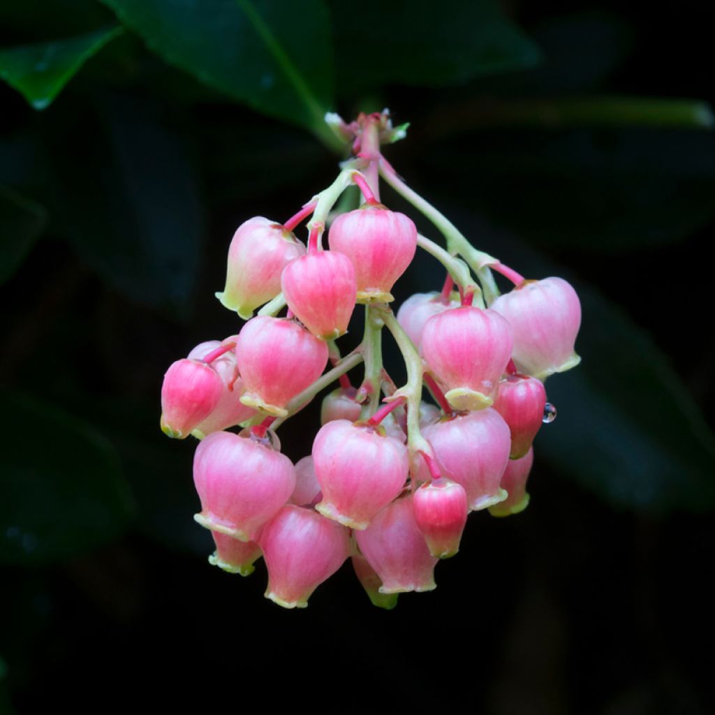 Arbutus unedo Rubra - Corbezzolo