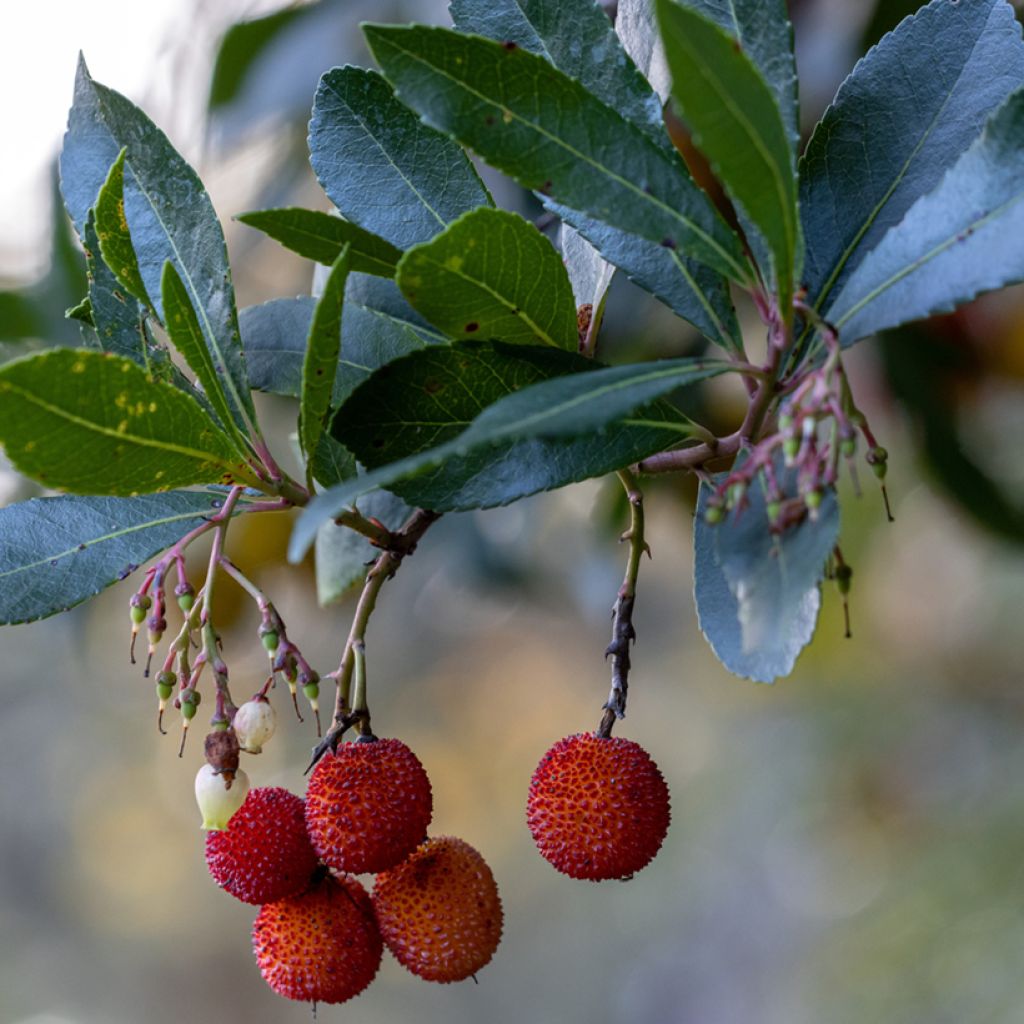 Arbutus unedo Rubra - Corbezzolo