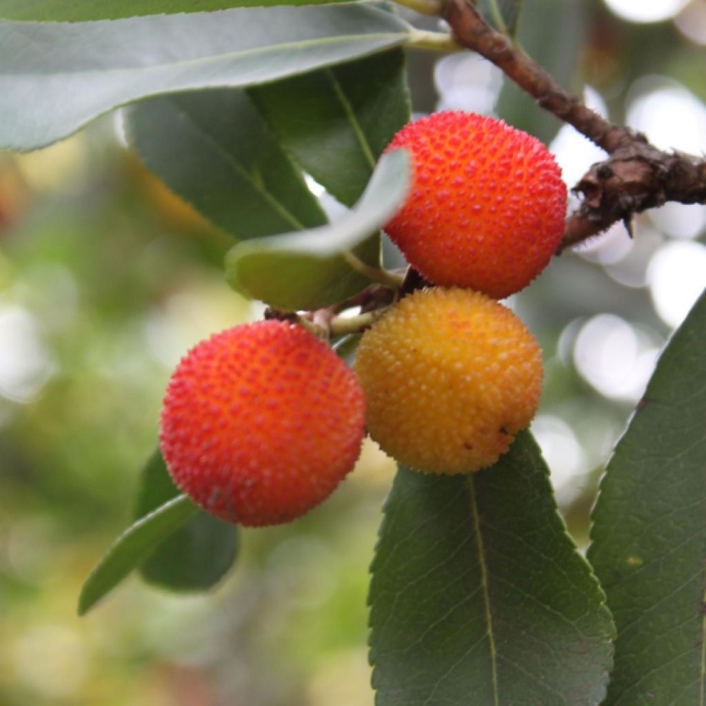 Arbutus unedo - Corbezzolo