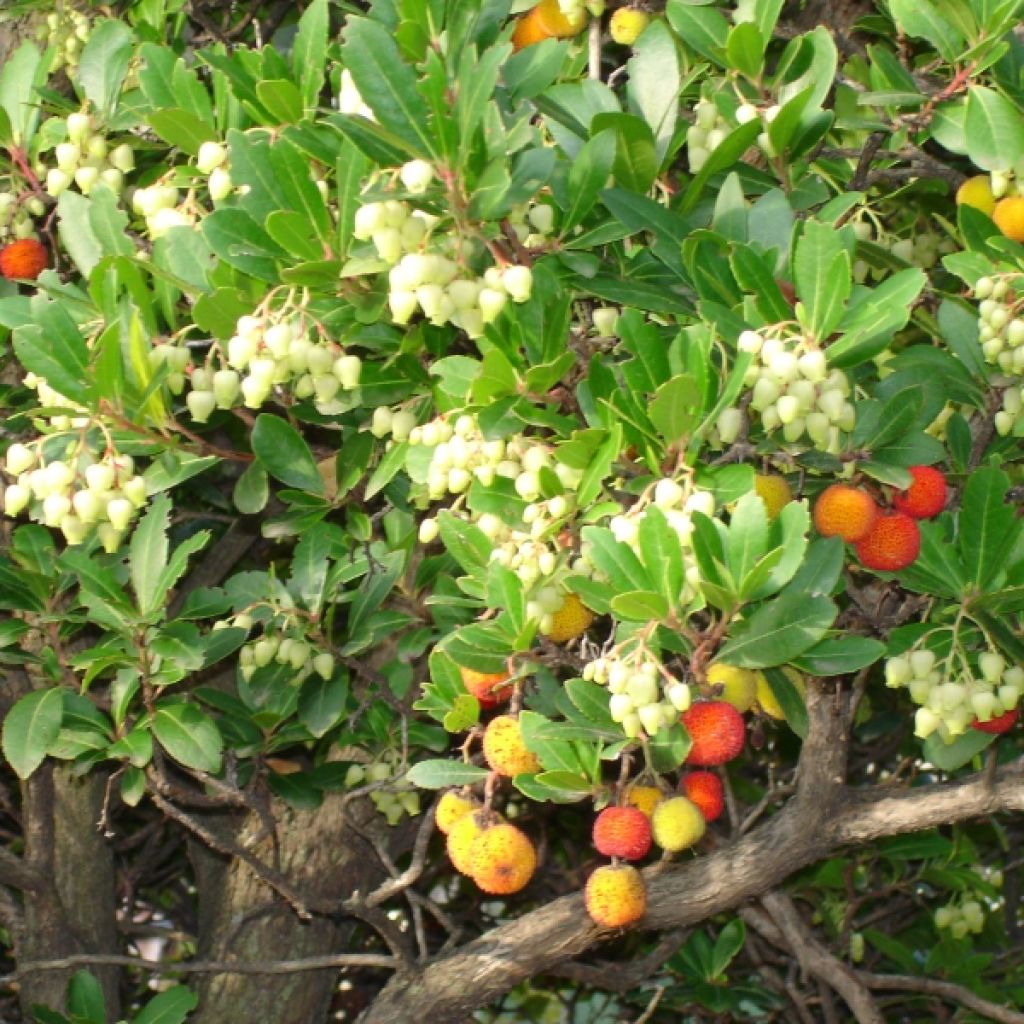 Arbutus unedo - Corbezzolo