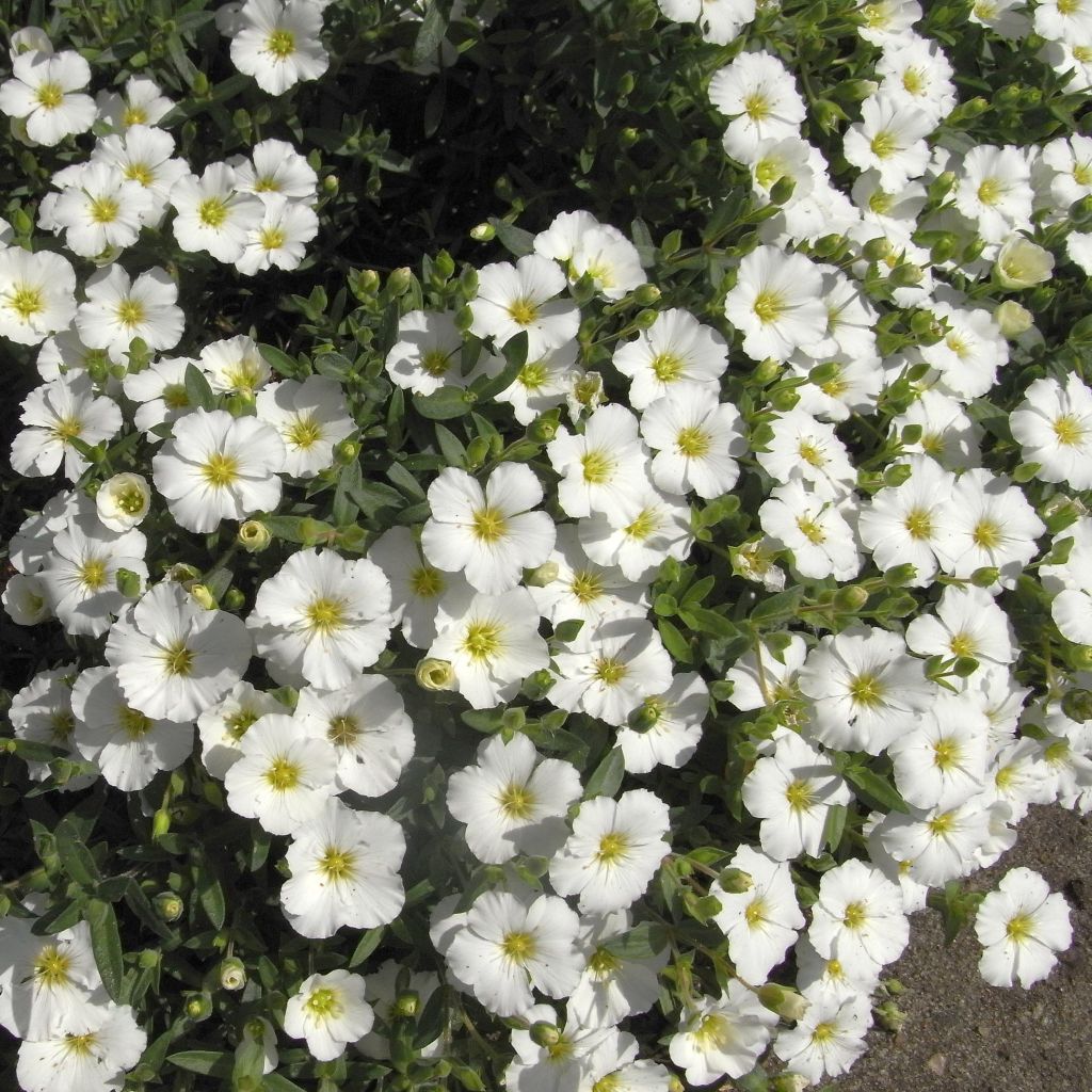 Sabline des Montagnes - Arenaria montana