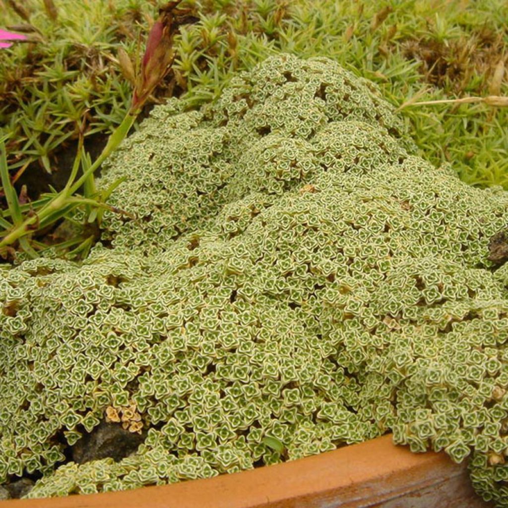 Arenaria tetraquetra ssp. amabilis, Sabline