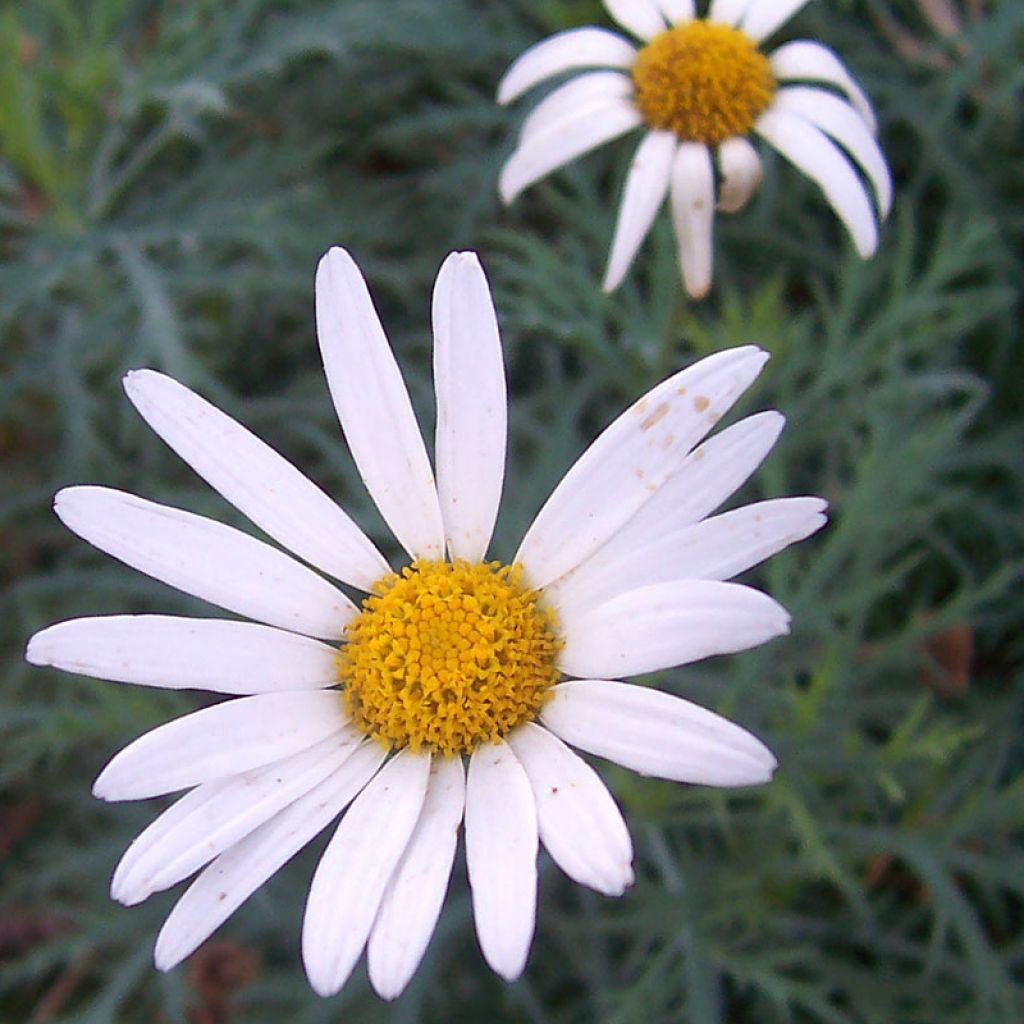 Argyranthemum Chelsea Girl