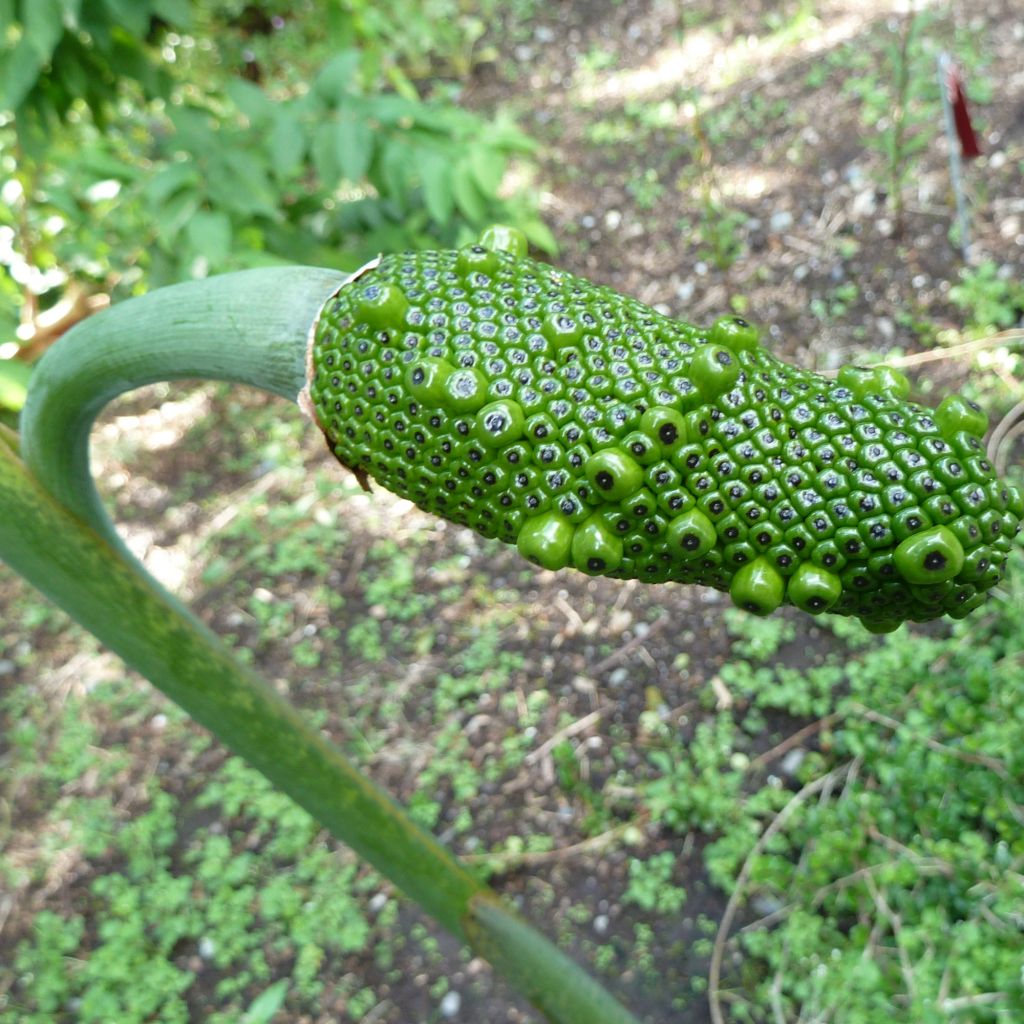 Arisaema consanguineum