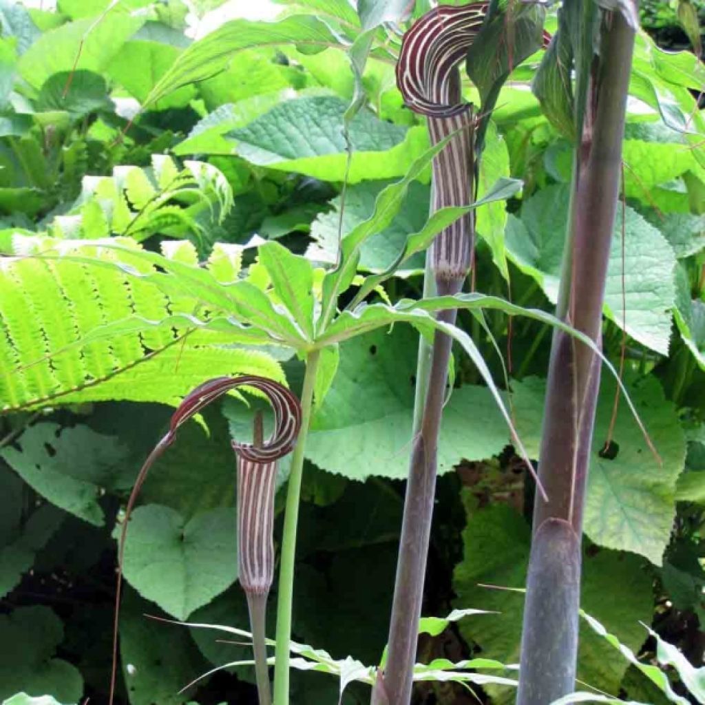 Arisaema ciliatum