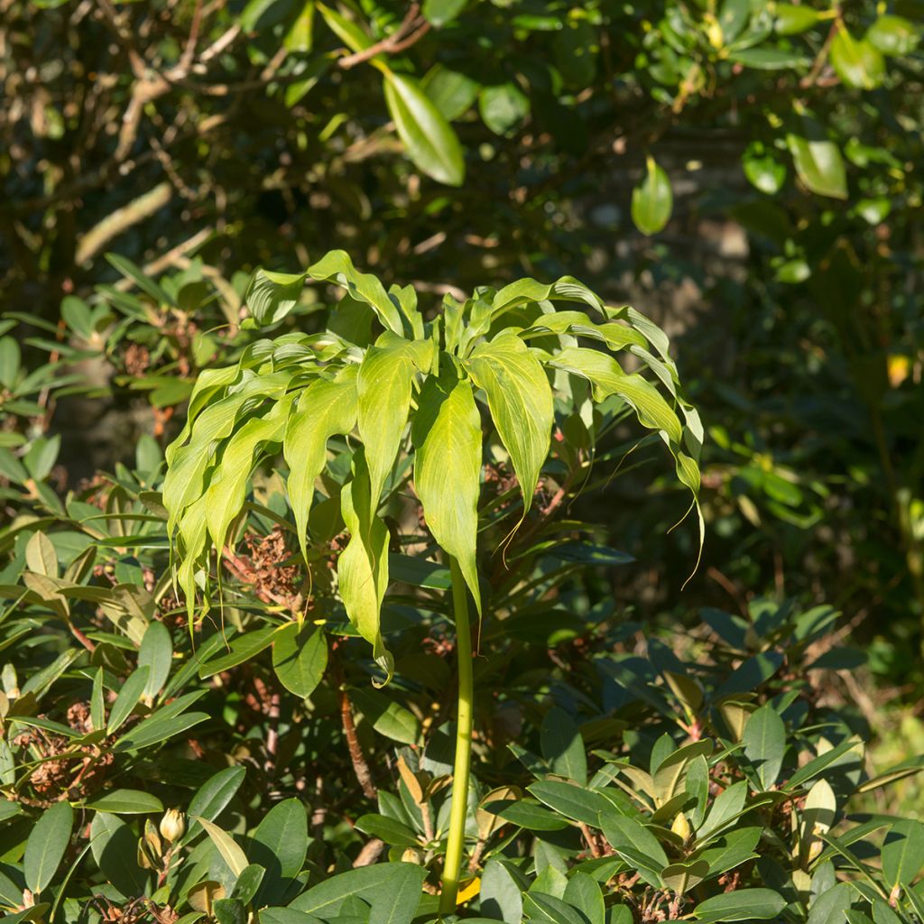 Arisaema consanguineum