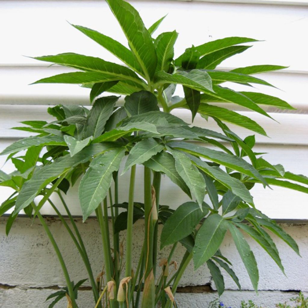 Arisaema dracontium