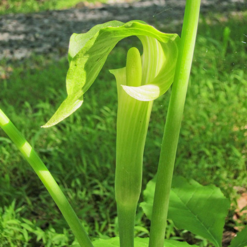 Arisaema erubescens