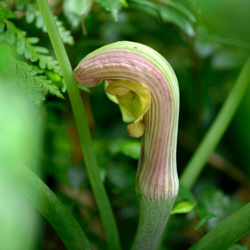 Arisaema erubescens