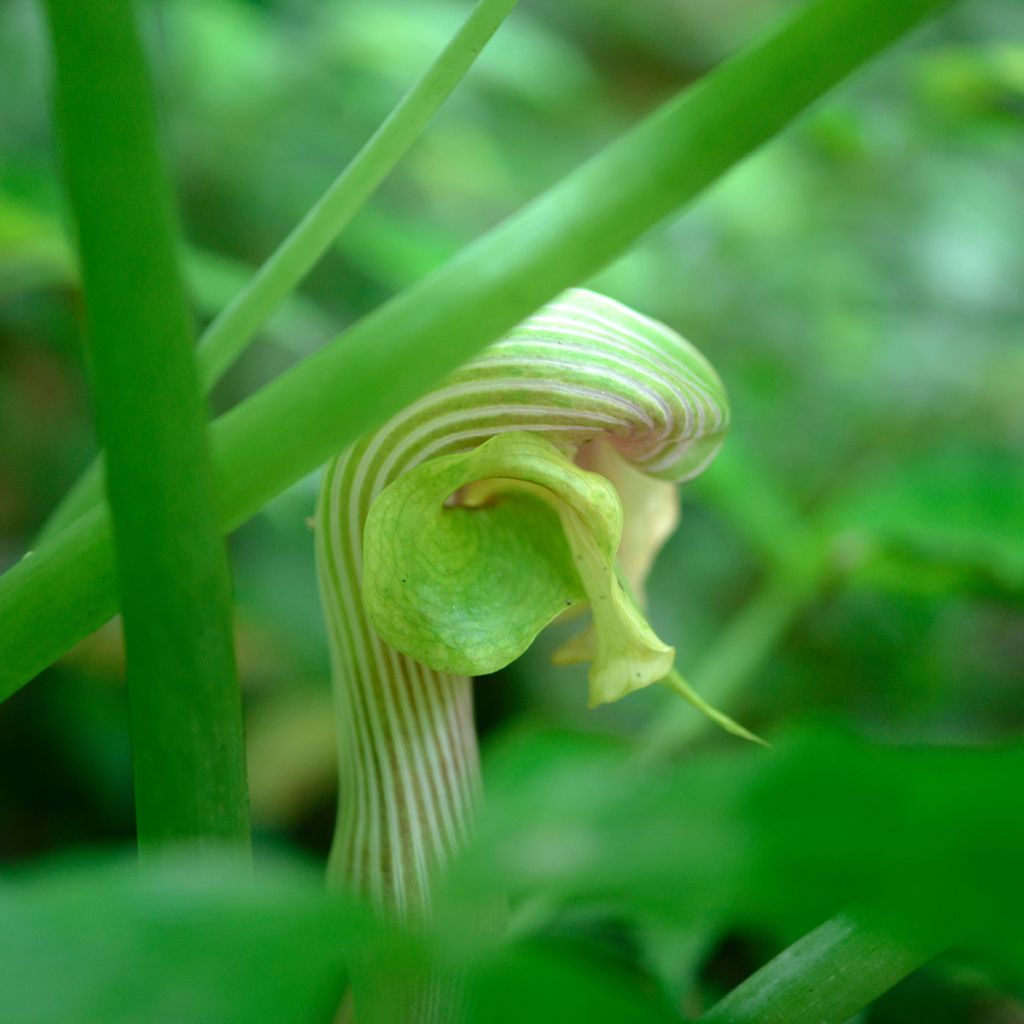 Arisaema erubescens