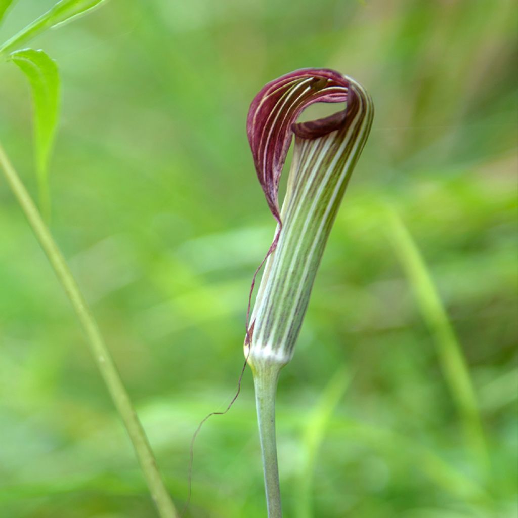 Arisaema erubescens