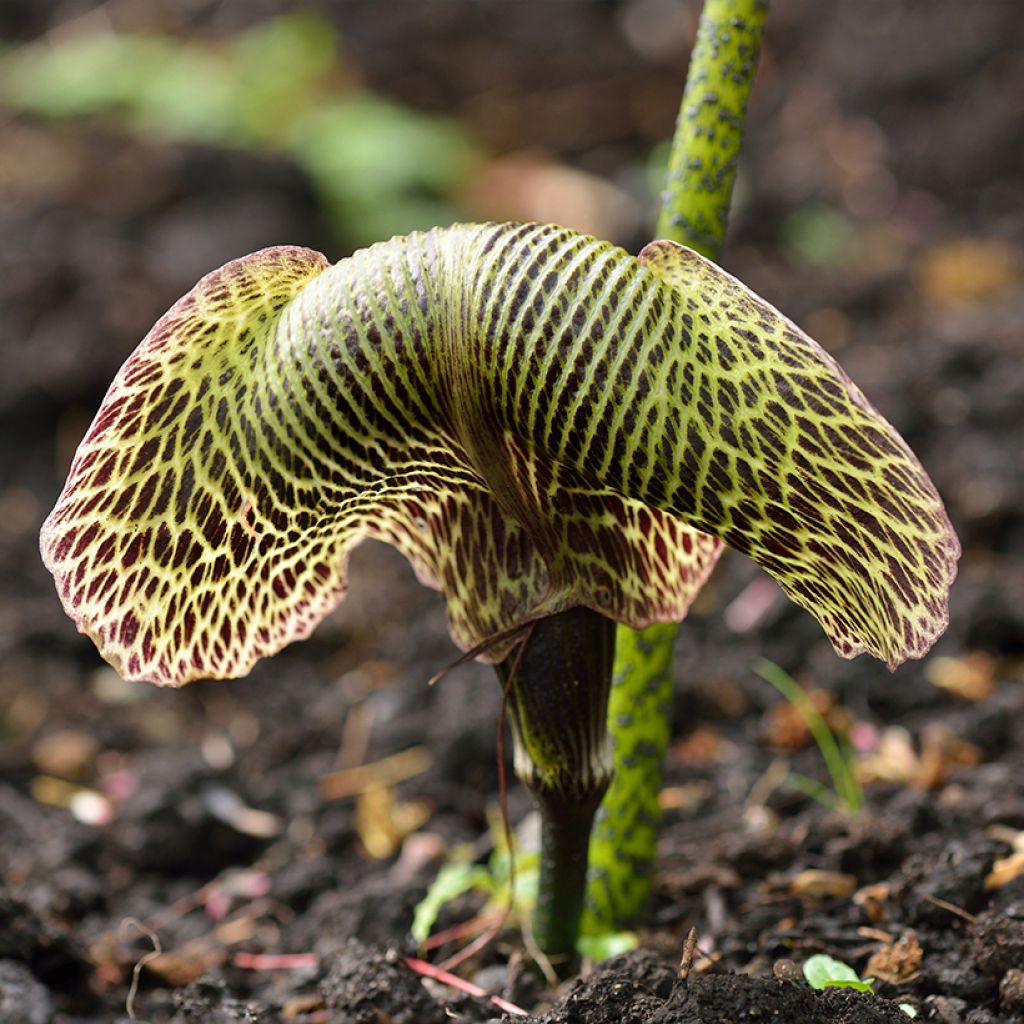 Arisaema griffithii