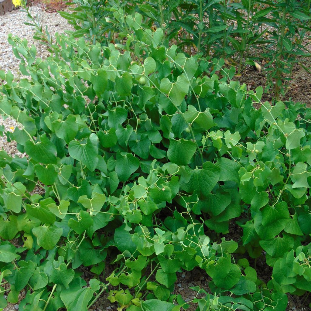 Aristolochia clematitis - Aristoloche clématite