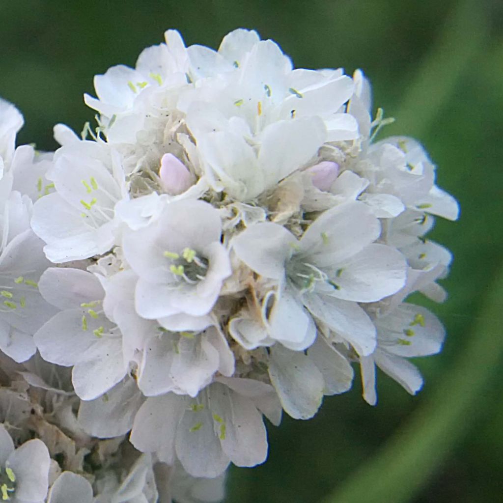 Armeria maritima Alba