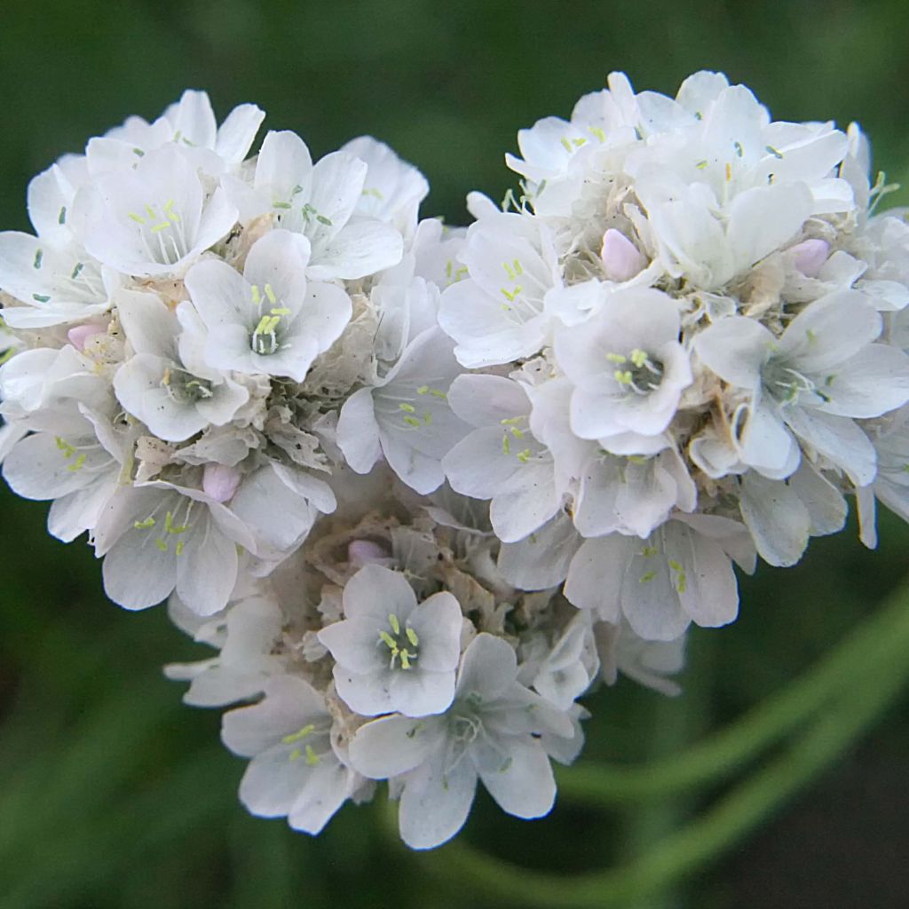 Armeria maritima Alba