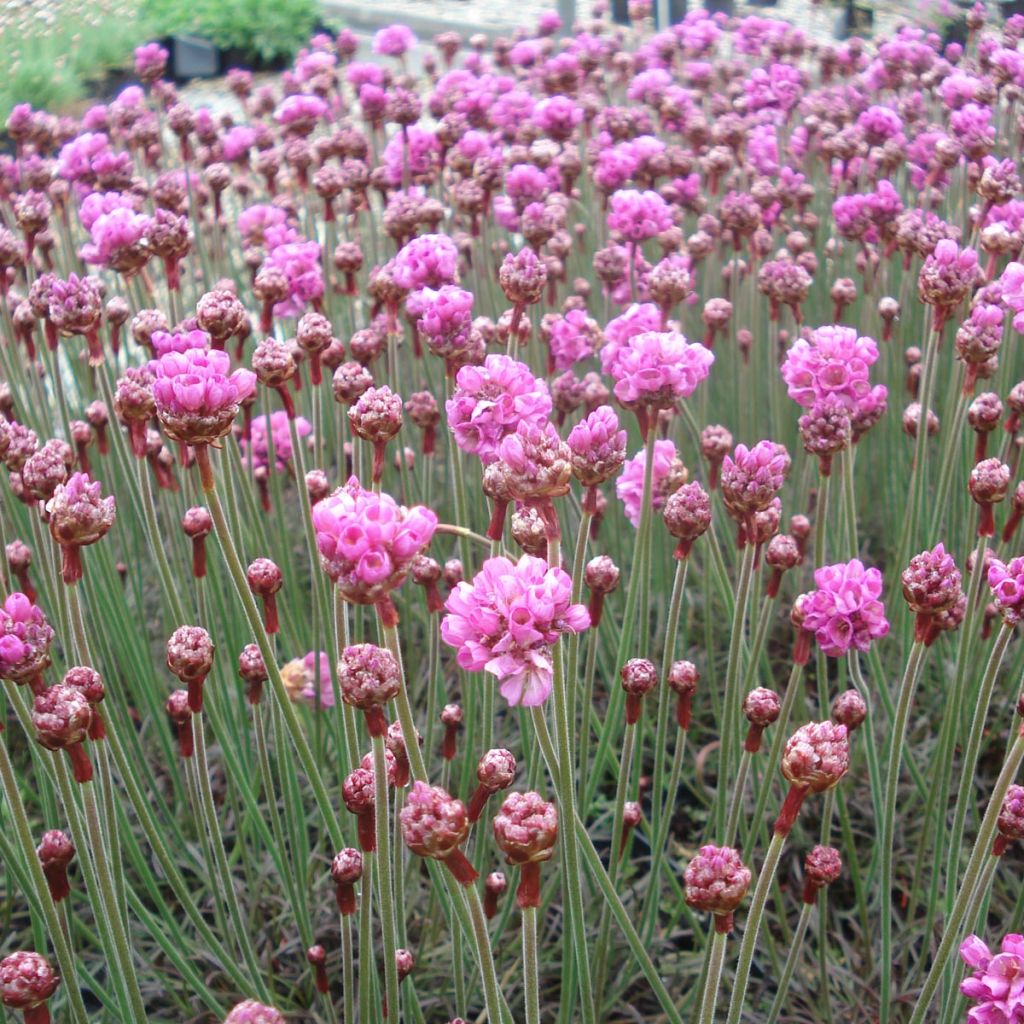 Gazon d'Espagne Vesuv - Armeria maritima Vesuv