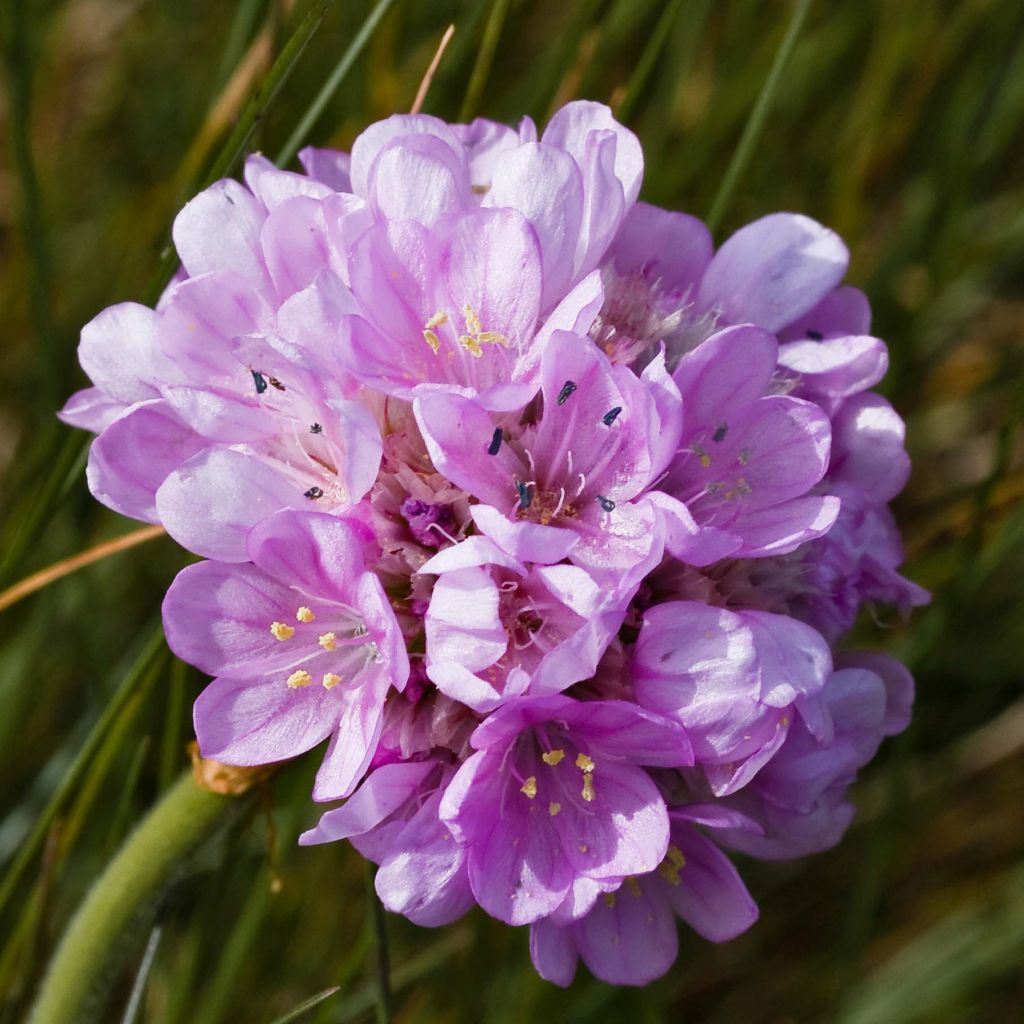 Gazon d'Espagne rose, Armeria Maritima Rosea