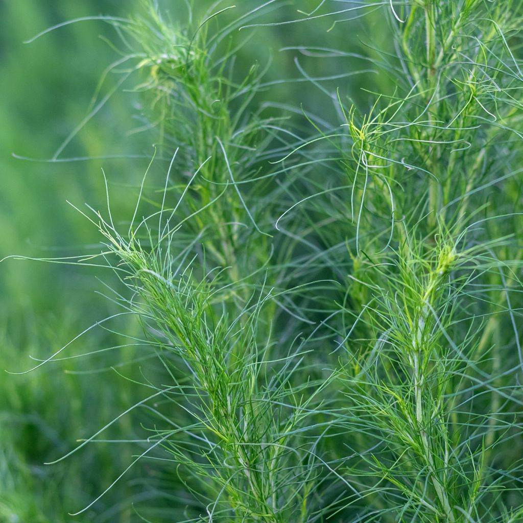 Artemisia capillaris