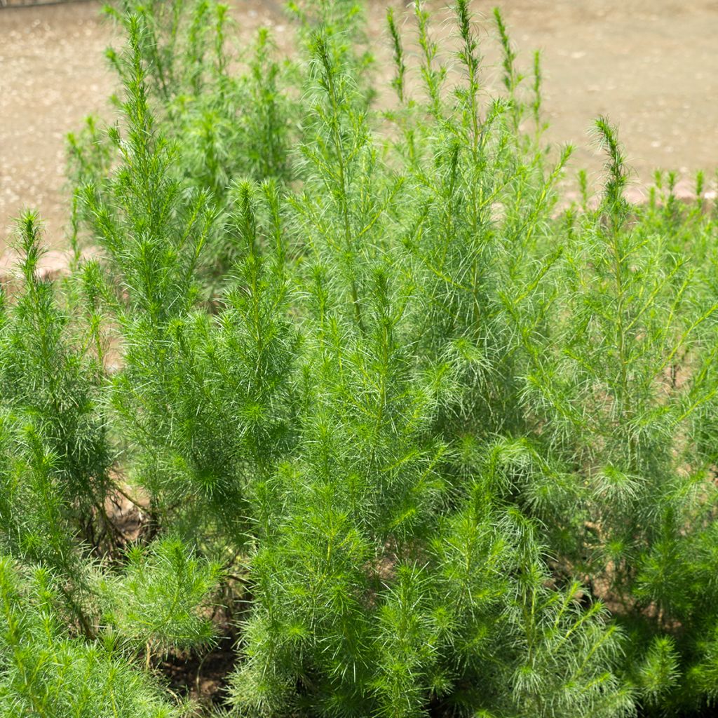 Artemisia capillaris