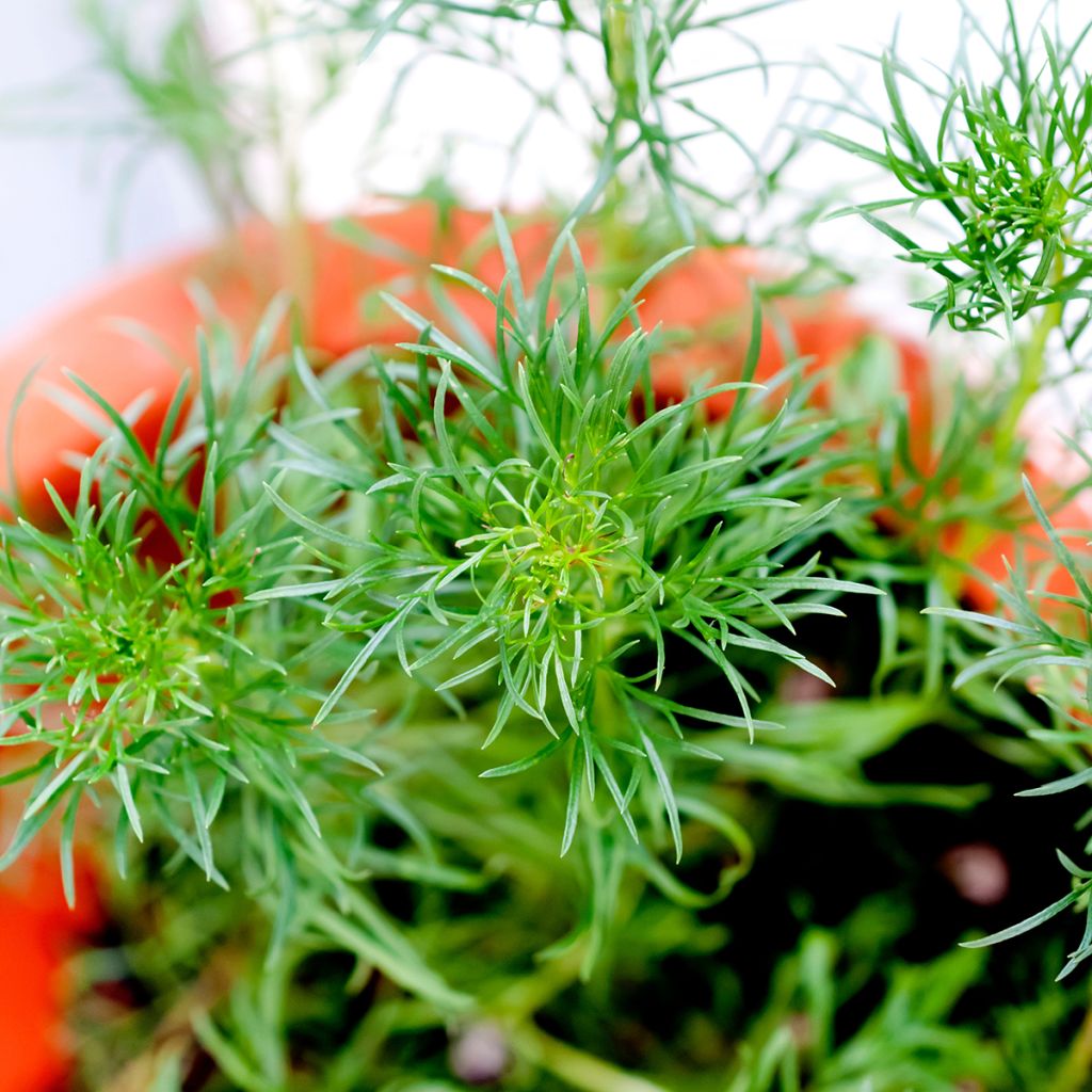 Artemisia capillaris