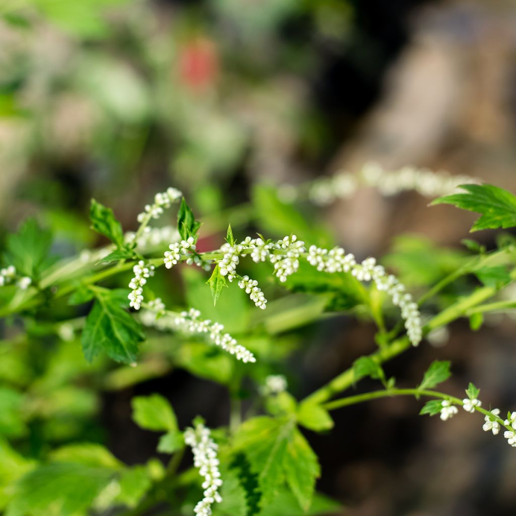 Artemisia lactiflora