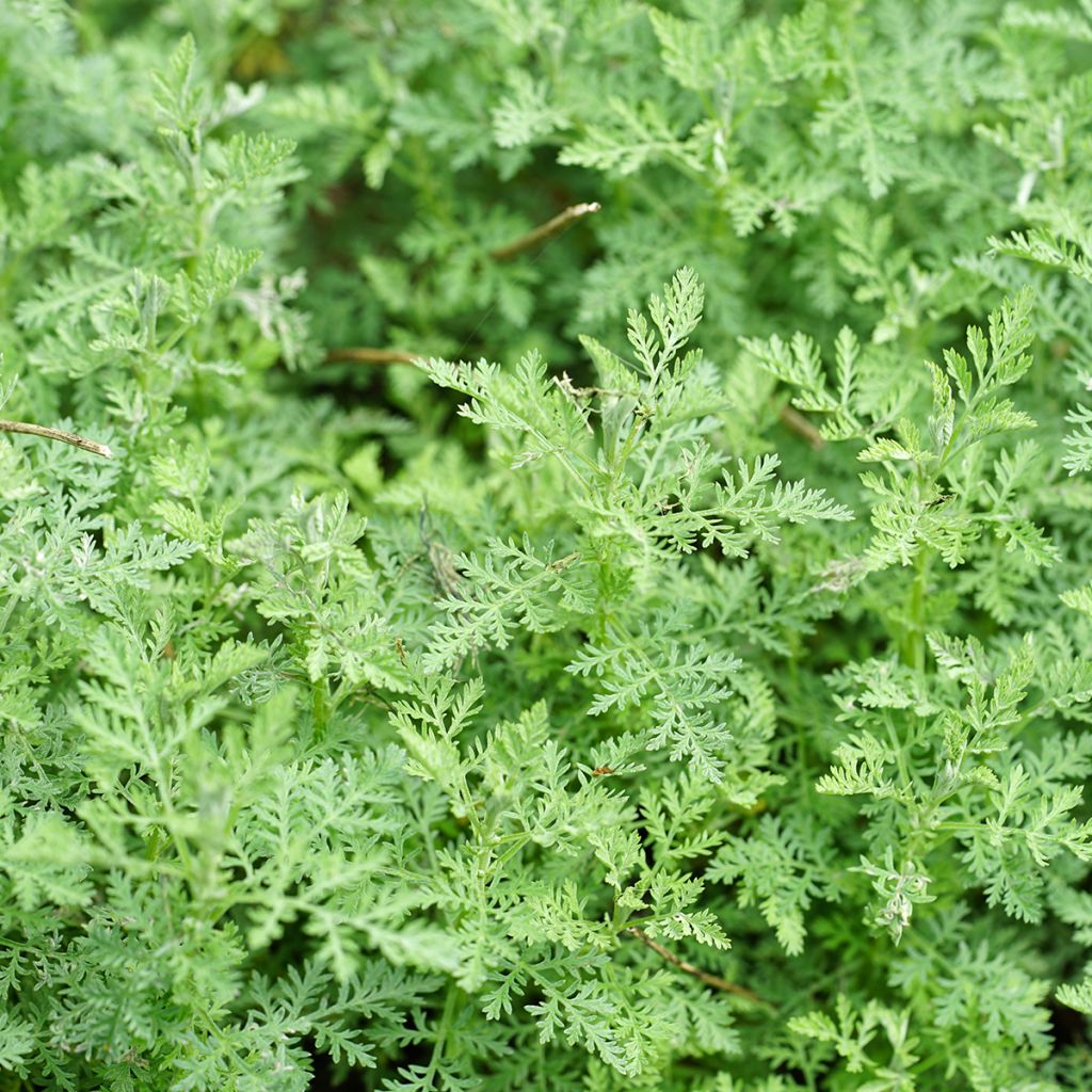 Artemisia pontica - Assenzio pontico