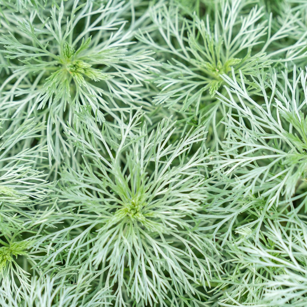 Artemisia schmidtiana Nana