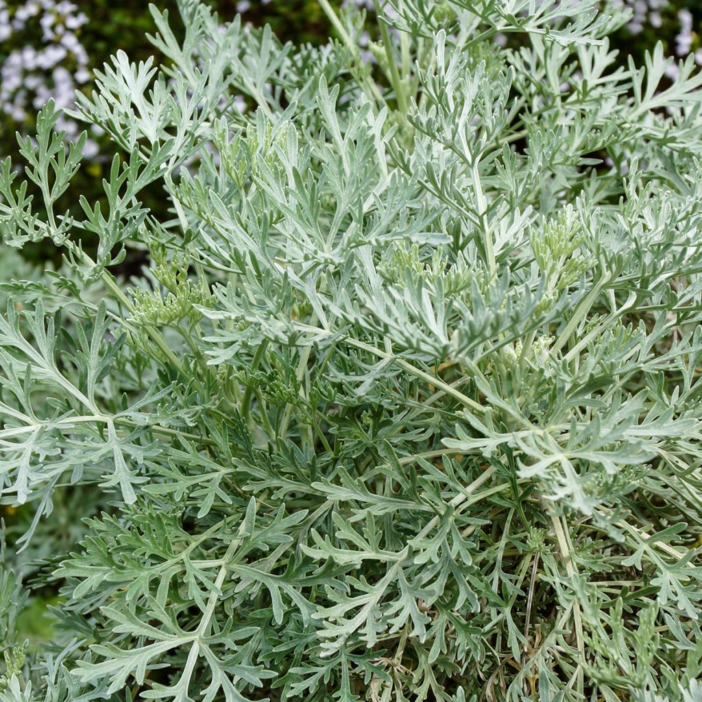 Artemisia arborescens Powis Castle - Assenzio arbustivo