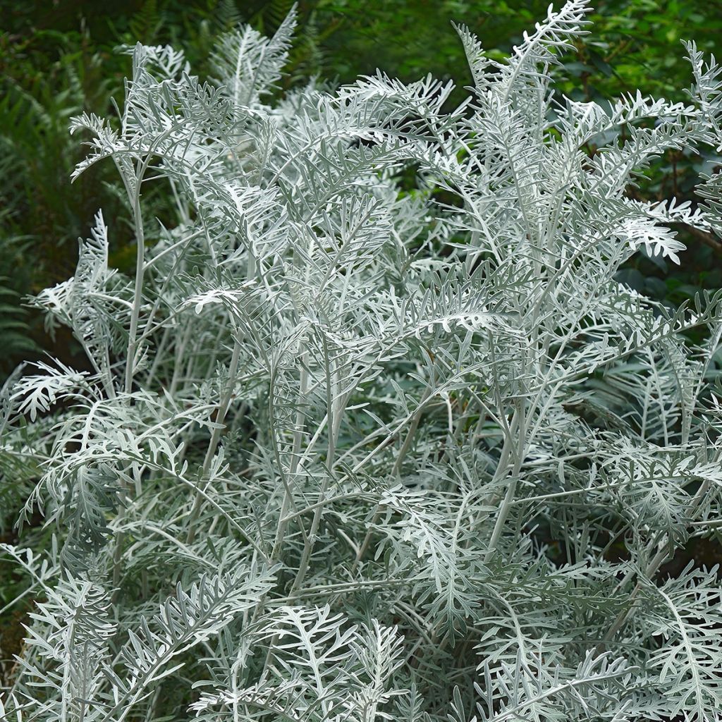 Artemisia arborescens Powis Castle - Assenzio arbustivo