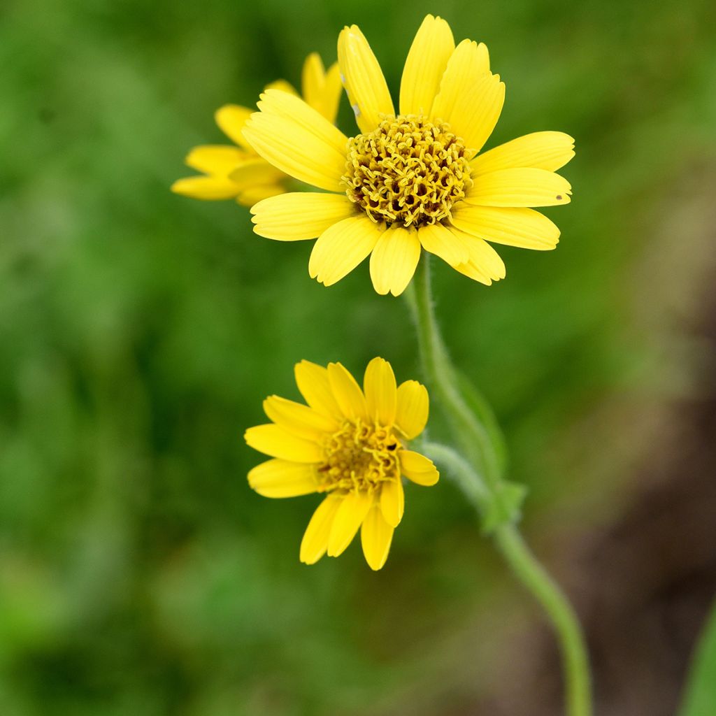 Arnica chamissonis - Arnica americana