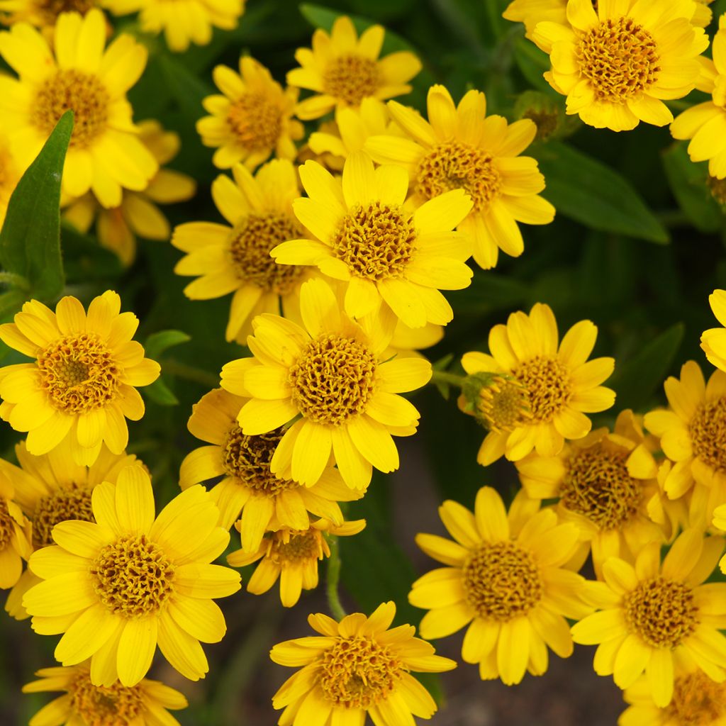 Arnica chamissonis - Arnica americana