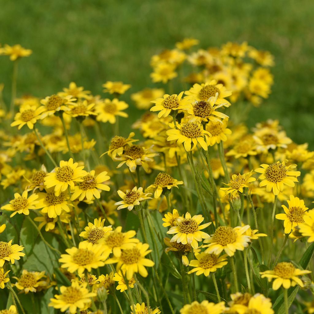 Arnica chamissonis - Arnica americana