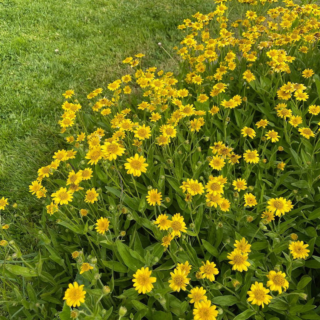 Arnica chamissonis - Arnica americana