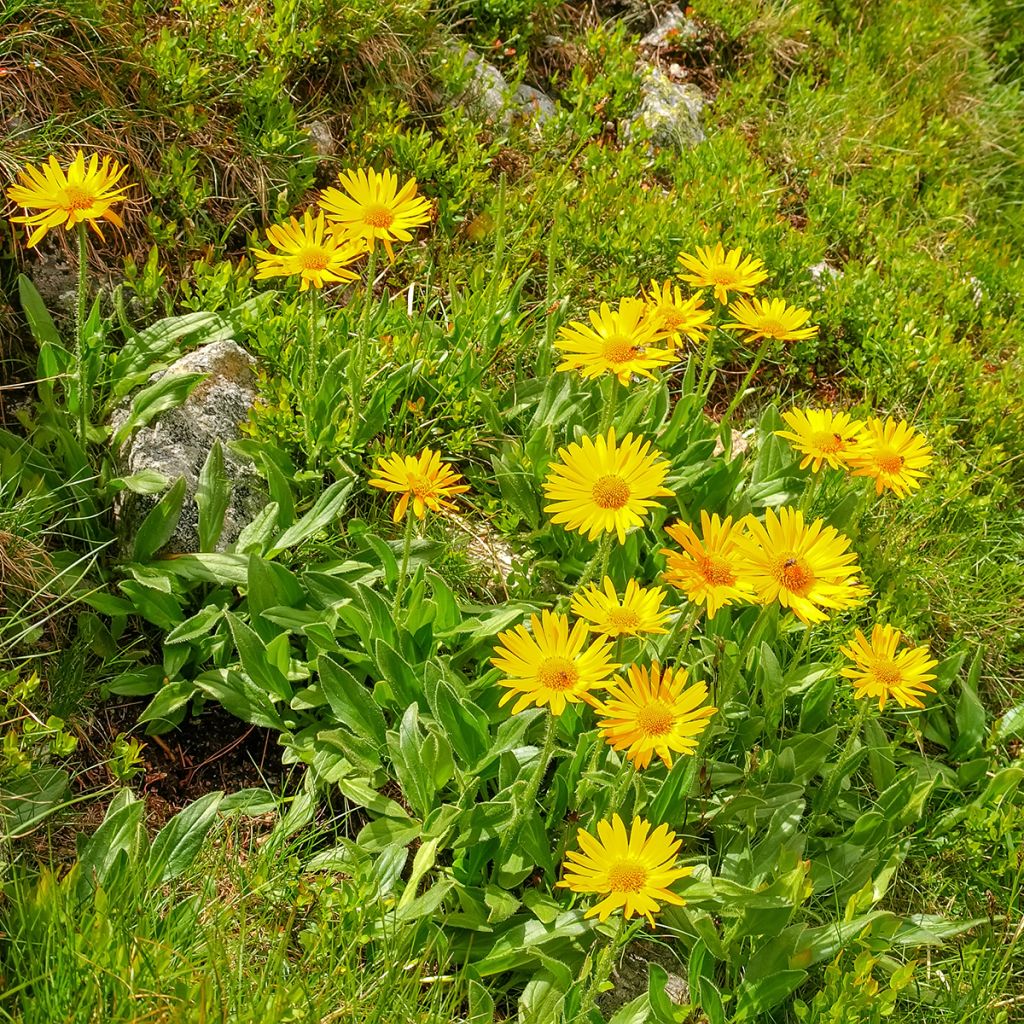 Arnica montana Bio - Arnica