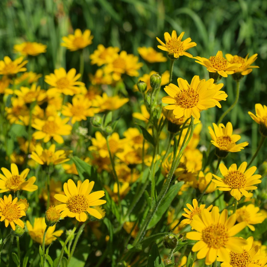 Arnica montana Bio - Arnica