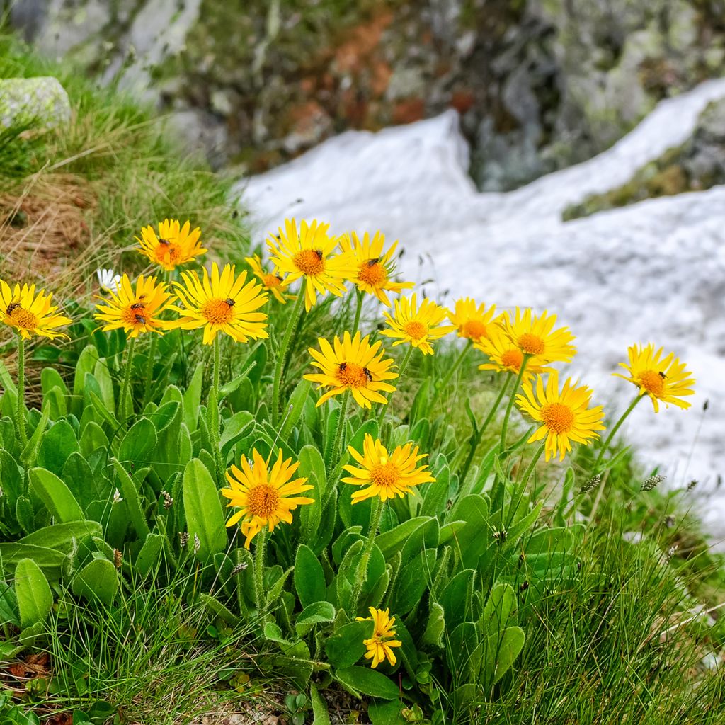 Arnica montana Bio - Arnica