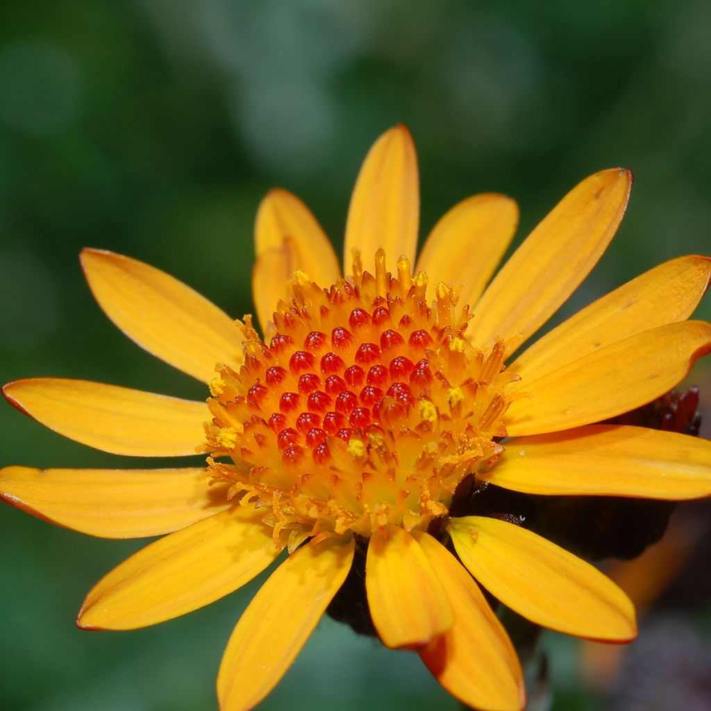 Arnica montana - Arnica