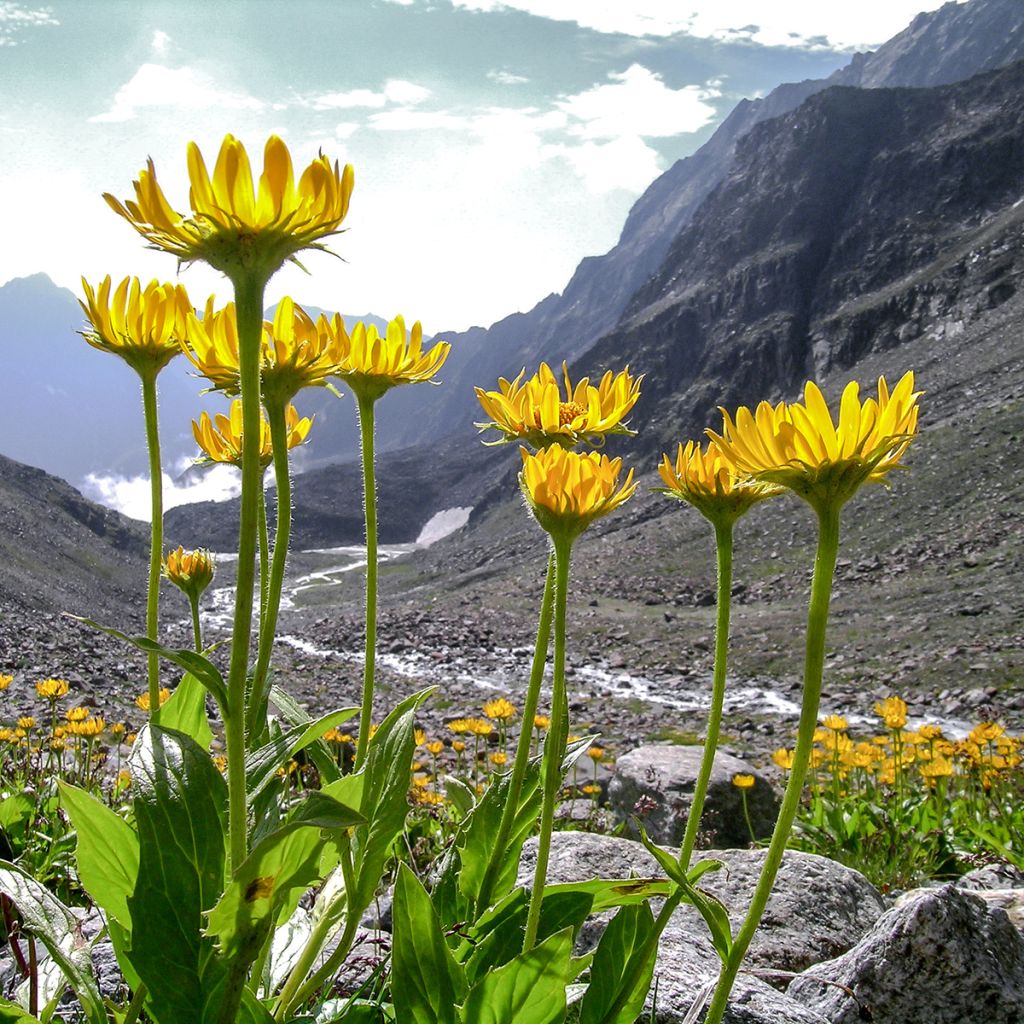 Arnica montana - Arnica