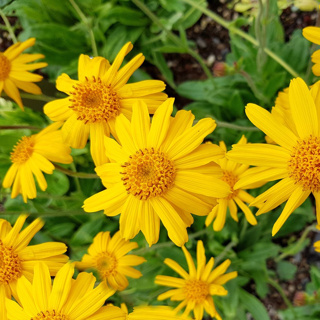 Arnica montana - Arnica