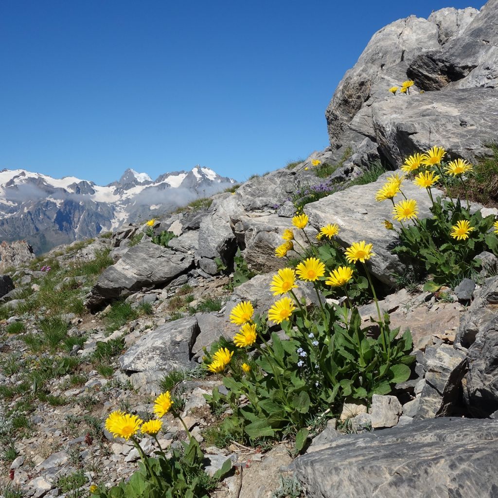 Arnica montana - Arnica