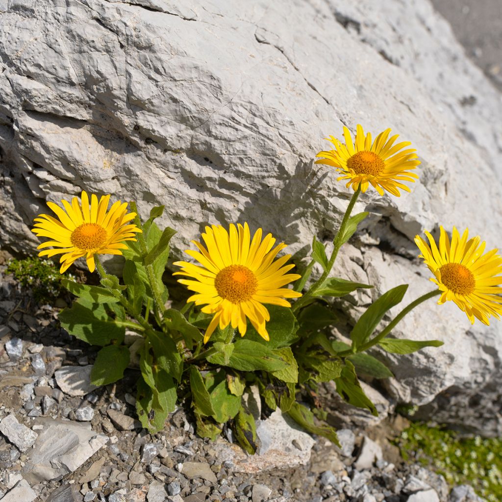 Arnica montana - Arnica