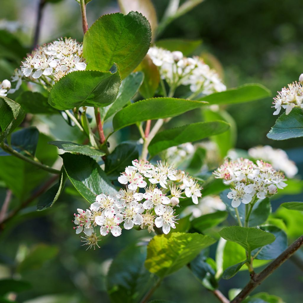 Aronia arbutifolia Brilliant - Aronia