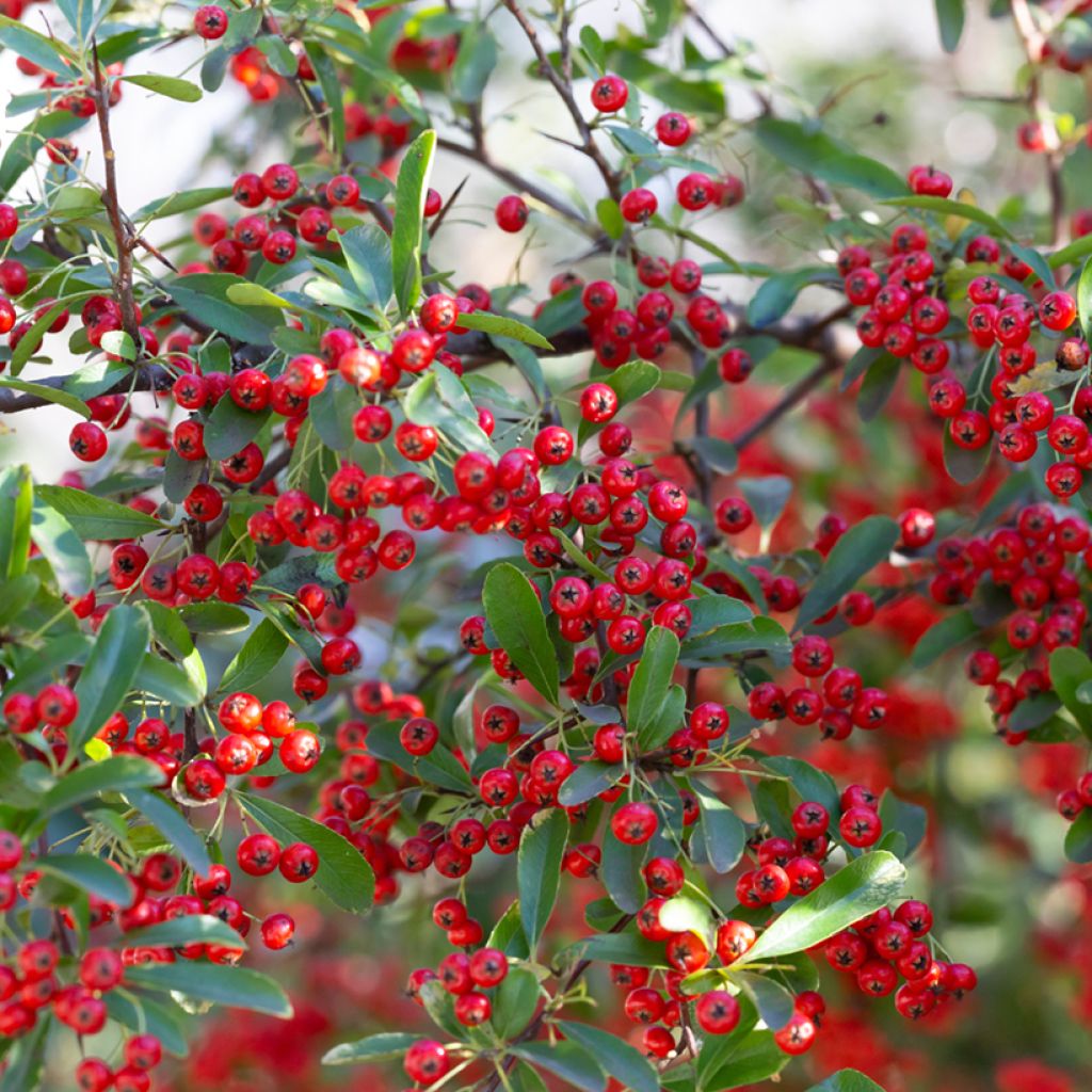 Aronia arbutifolia Brilliant - Aronia