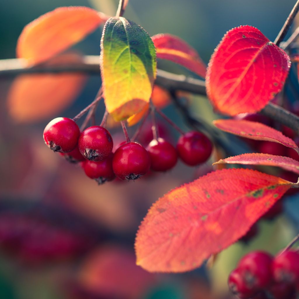 Aronia arbutifolia Brilliant - Aronia