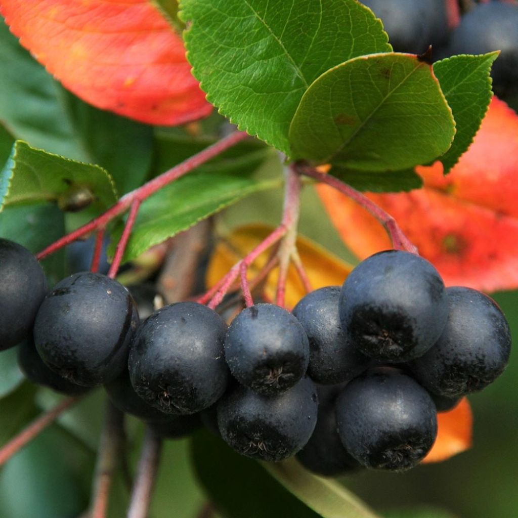 Aronia melanocarpa - Aronia