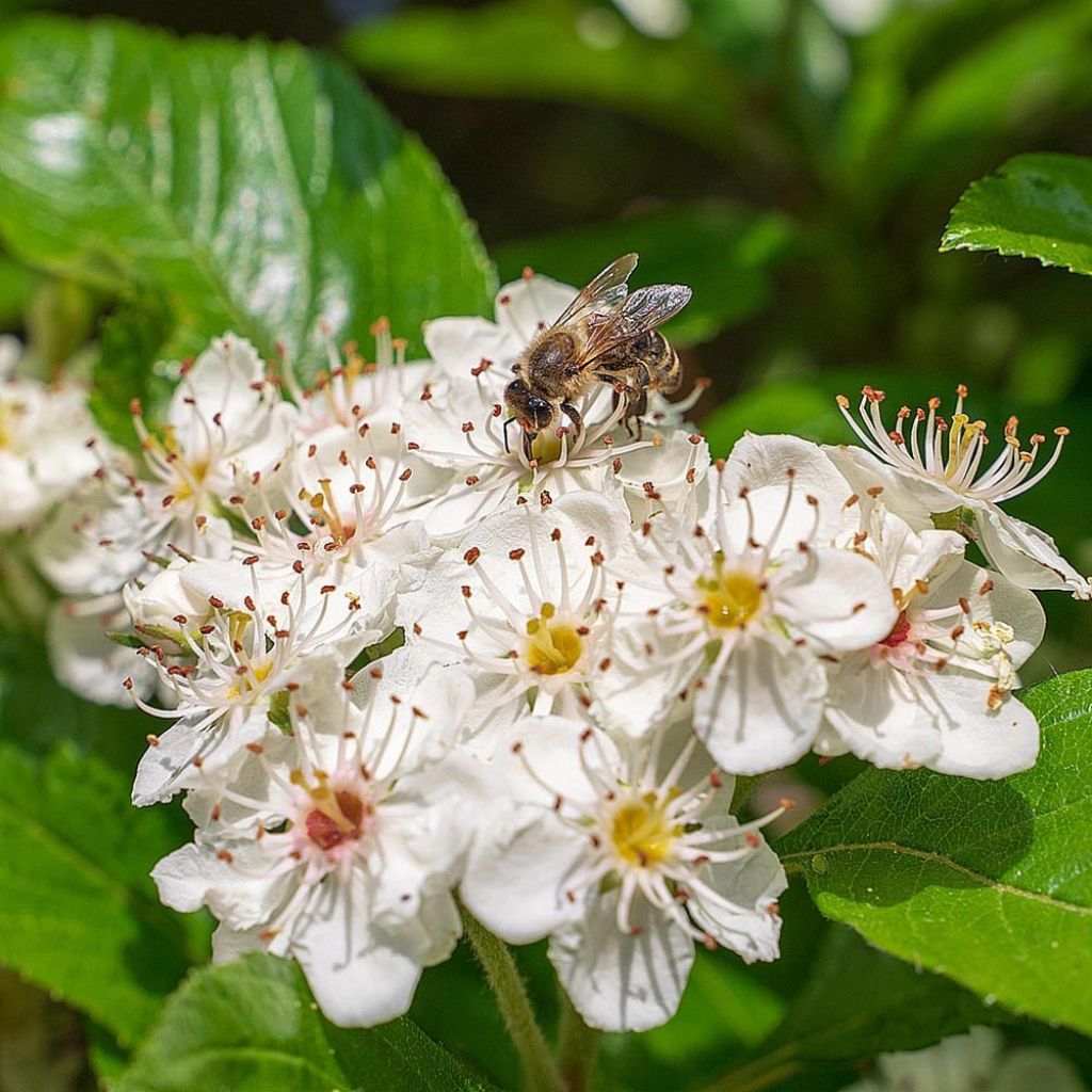 Aronia melanocarpa - Aronia